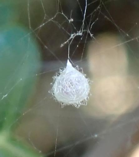 Réf. 306 445 : Ero tuberculata